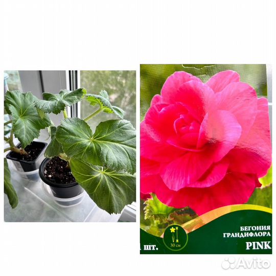 Бегония клубневая