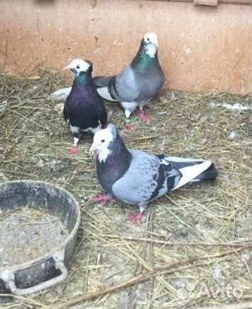 Голуби продажа бойные бакинские (акбаши )