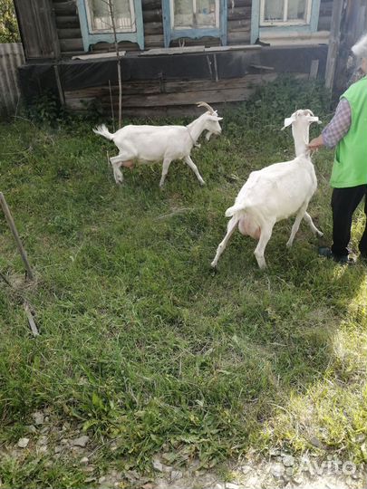 Зааненские козы дойные