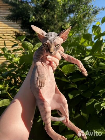 Котенок Канадский сфинкс девочка