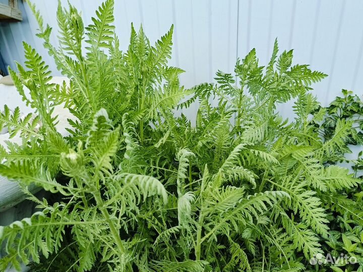 Многолетник Тысячелистник Красный, жёлтый