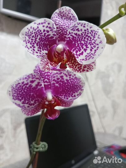 Орхидея сортовая