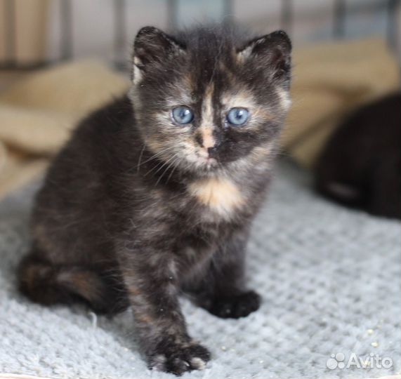 Кошка Чебурашка котенок