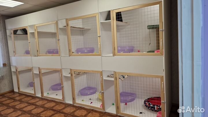 Зоогостиница для кошек