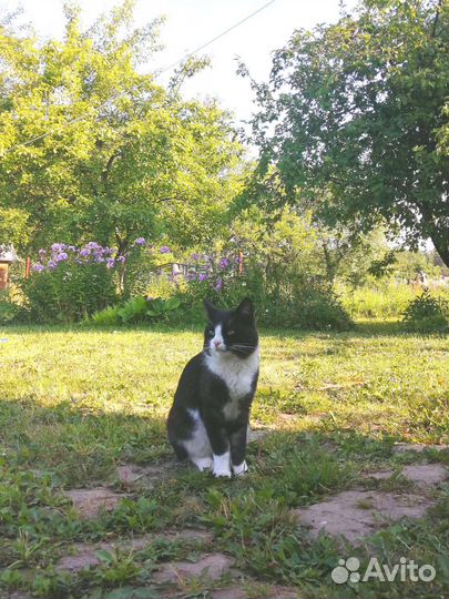 Кот Шурик в добрые руки