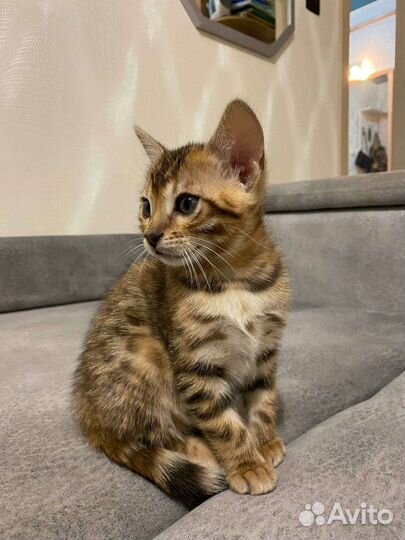 Бенгальские котята