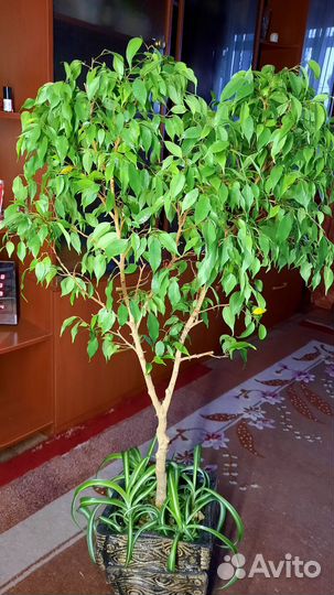 Фикус Эластика, Экзотика, Ирен