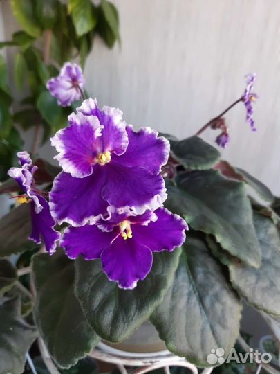 Фиалка (укорененные листочки)