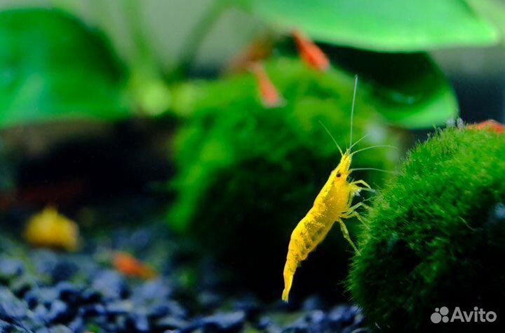 Креветки разные красные/синие/прозрачные/чёрные