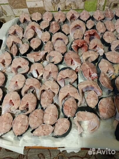 Африканский мраморный сом