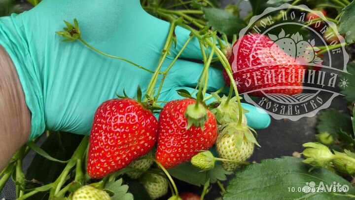 Саженцы клубники элитных сортов