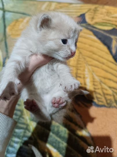 Котята бежевого оттенка