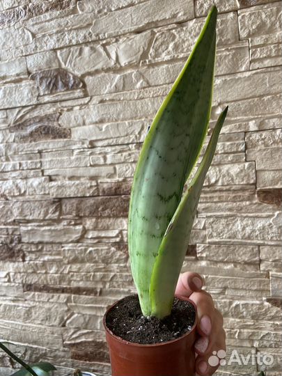 Сансевиерия Белый снег сортовая