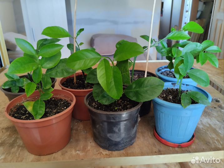 Саженцы лимона мейера