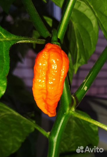 Куст суперострого перца Naga Morich