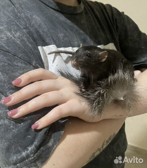 Нуждаемся в вас приют спасенных крыс