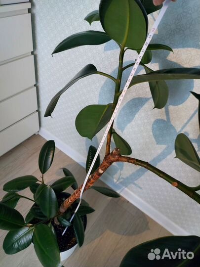 Фикус Elastica Burgundy (эластика)