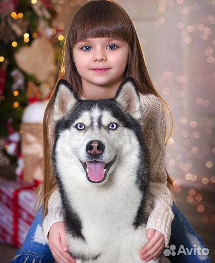 Аренда Сибирских Хаски