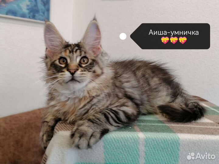 Котята мейн-кун