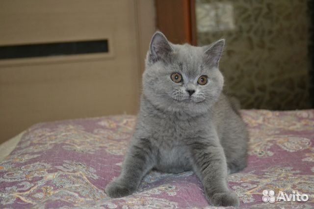 Британские голубые котята