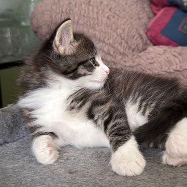 Норвежский лесной котёнок
