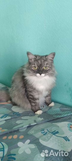 Сибирская кошка