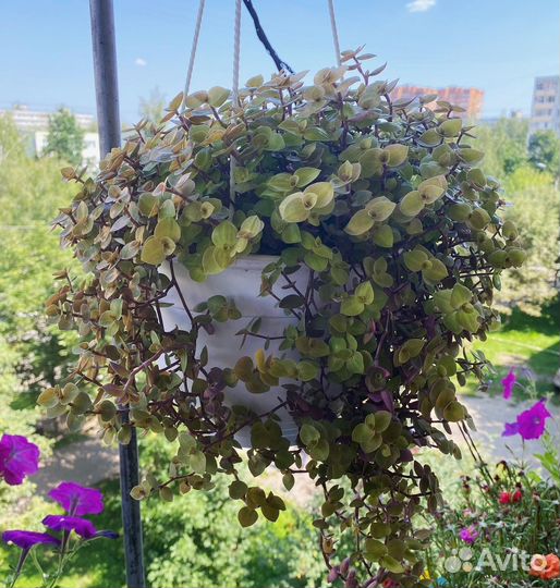 Традесканция Каллизия голд (callisia gold)