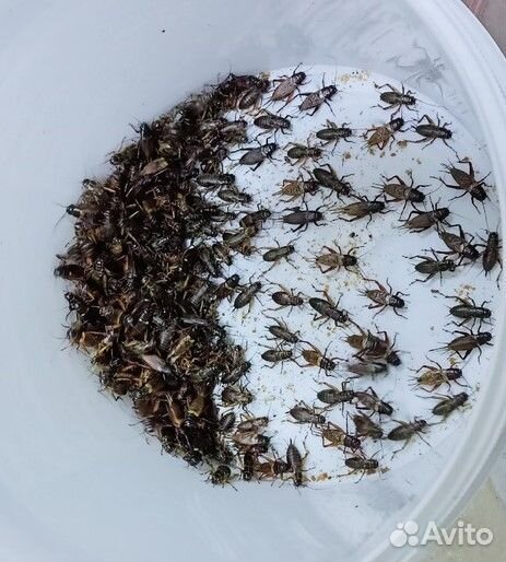 Таракан, сверчок, зофобас