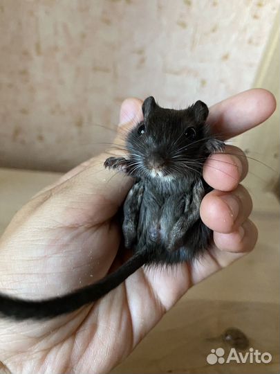 Песчанки