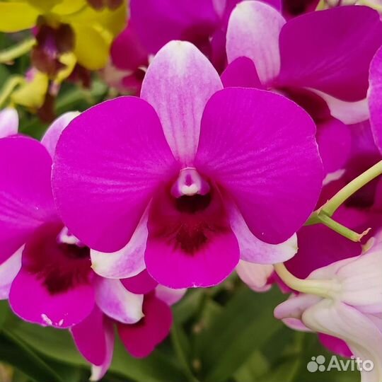 Орхидея Dendrobium Mini Star