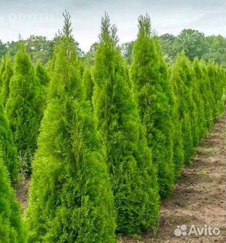 Туя смарагд оптом