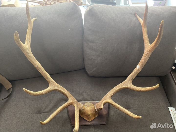 Рога оленя (Марал)