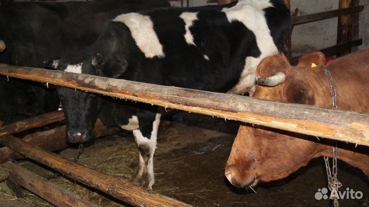 Продам первотелок