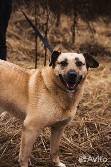 Джой из приюта в поисках дома