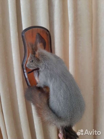 Чучело животных и птиц