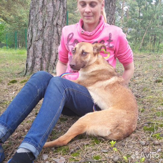 Ищет дом не крупная Собачка Бони