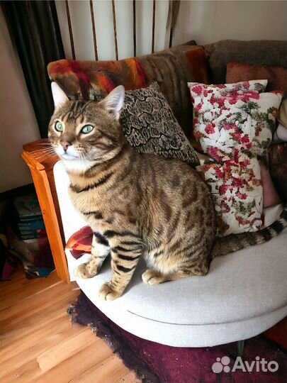 Бенгальский кот вязка москва и московская область