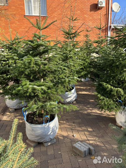 Пихта кавказкая Нордмана