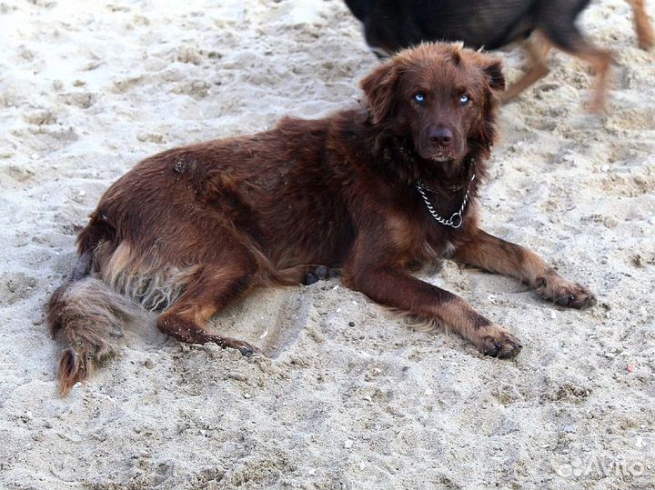 Оскар ищет дом