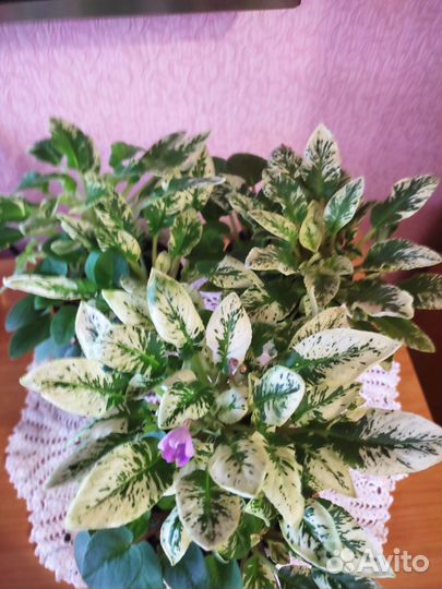 Традесканция, бегония, фиалка