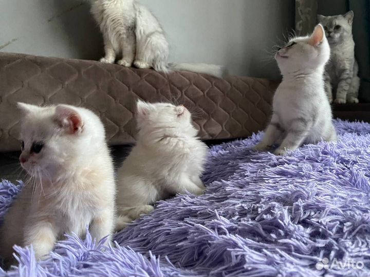 Британские шиншиллы котята
