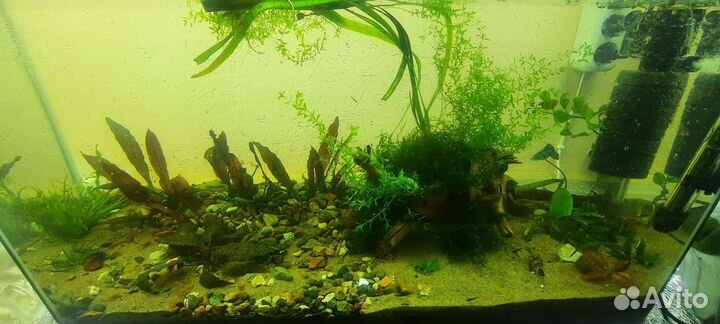 Креветки Блю Дрим, крабики и рыбки