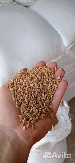 Зерно горох 2023 в мешках