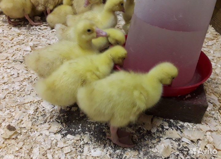 Утята.гусята