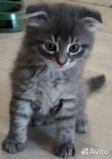 Кошка в дар