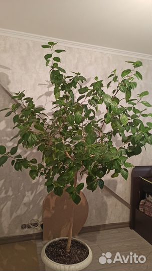 Гибискус (Китайская роза) дерево. Возраст не менее