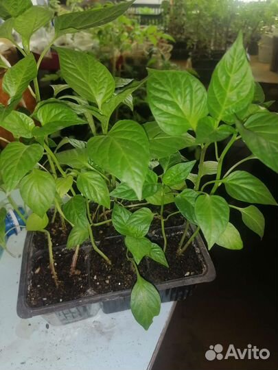 Рассада петунья, бархатцы, лаватера, георгины и тд