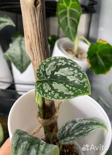 Сциндапсус Tricolour