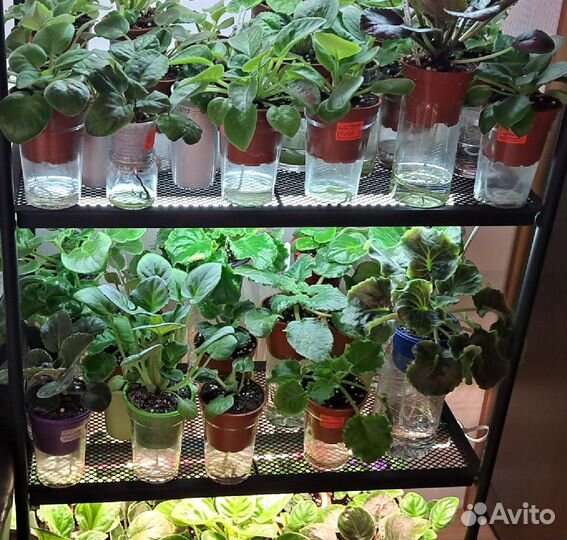 Сортовые фиалки