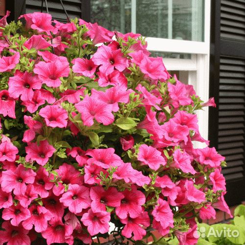 Сурфиния-королева петуний